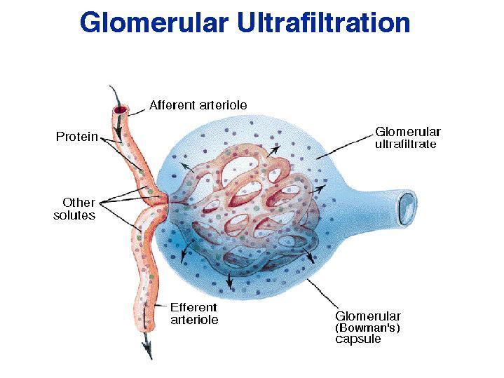 Mecanismos renais de manipulação do plasma Filtração Glomerular 180 litros de plasma são filtrados por dia O quê acontece com os 178,5 litros filtrados por dia?