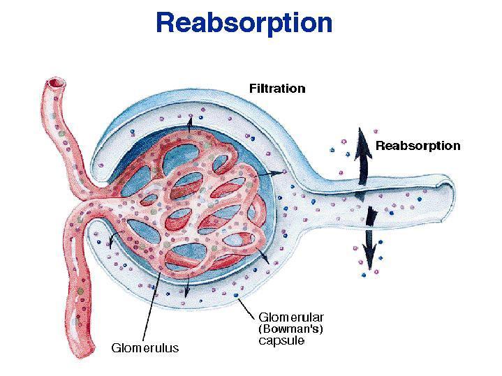 Mecanismos renais de manipulação do plasma Reabsorção tubular Filtração 178,5 litros/dia Reabsorção