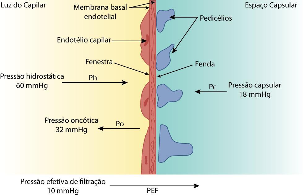 Os fatores determinantes da Filtração Glomerular: figura extraída,