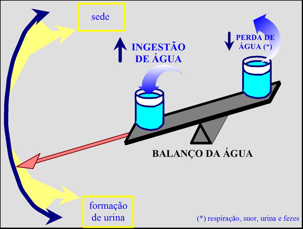 A manutenção do meio interno pelos rins Mediante o aumento da ingestão de água, os rins aumentarão a formação urinária