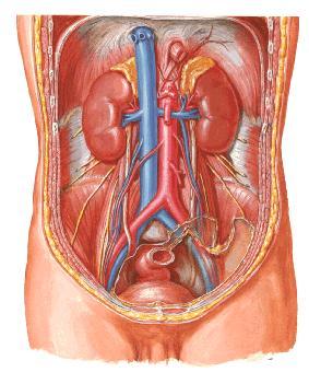 Anatomia 25-30cm Função: Ureteres