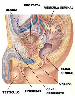 Anatomia Uretra 18-20cm 4cm Função: -
