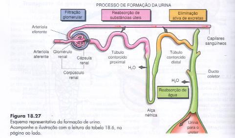 Eliminação da