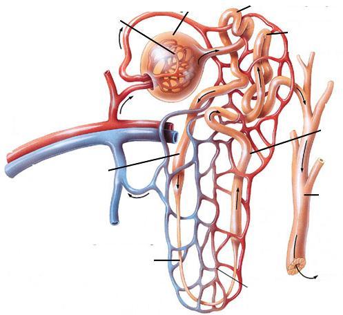 Glomérulo Cápsula de Bowman Túbulo contorcido proximal Túbulo contorcido distal Ramo da artéria renal