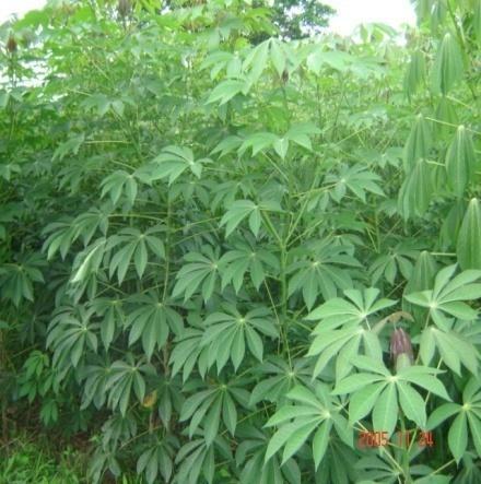 A venda é feita no município de Tabatinga não todos os dias, uma vez que os produtores não têm dia certo para vender, mas o dia em que mais se observa à presença dessas pessoas é toda quartafeira.