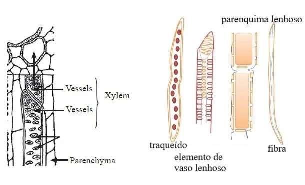 2017/2018 As células que constituiem o xilema são: ELEMENTOS TRAQUEAIS (células mortas) Traqueídos (só pontuações) Vasos lenhosos