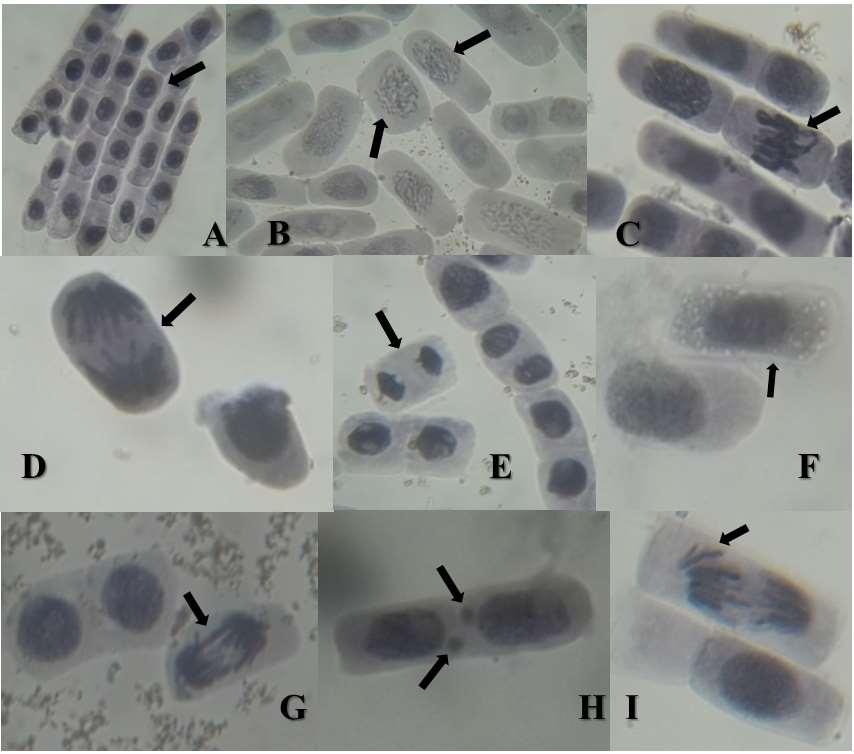 Fig. 2. Células em diferentes fases da mitose e eventuais anomalias induzidas pela exposição dos bulbos aos diferentes tratamentos e concentrações de C. spiralis.