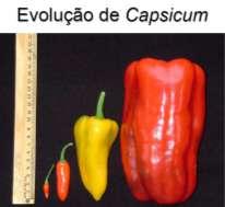 Composição química do Pimentão Propriedades corantes (pigmentos) Pimentão vermelho: capsanteno (35% do total), caroteno, violaxanteno.