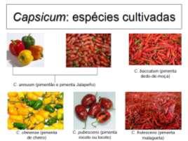 Capsicum