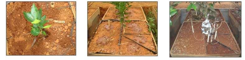 kpa Foi utilizado o delineamento em esquema fatorial 2 x 2 x 2 x 2 com os tratamentos dispostos em faixas, totalizando 16 tratamentos, constituídos da combinação de: dois tipos de solos (argiloso e