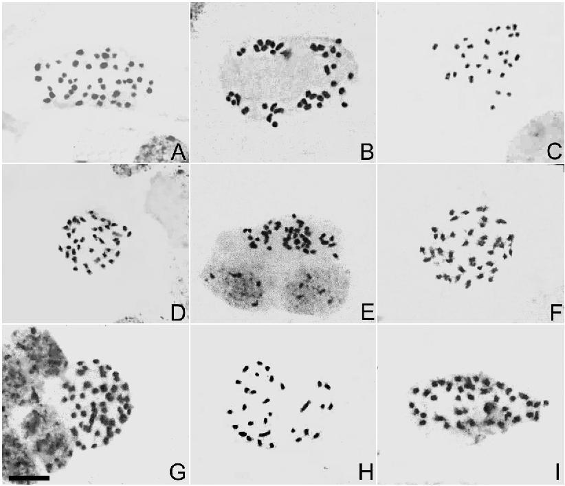 43 complemento. Os cromossomos foram geralmente pequenos variando de 0.84 µm em Stelis sp. nv. aff. expansa a 2.30 µm em Anathallis sclerophylla.