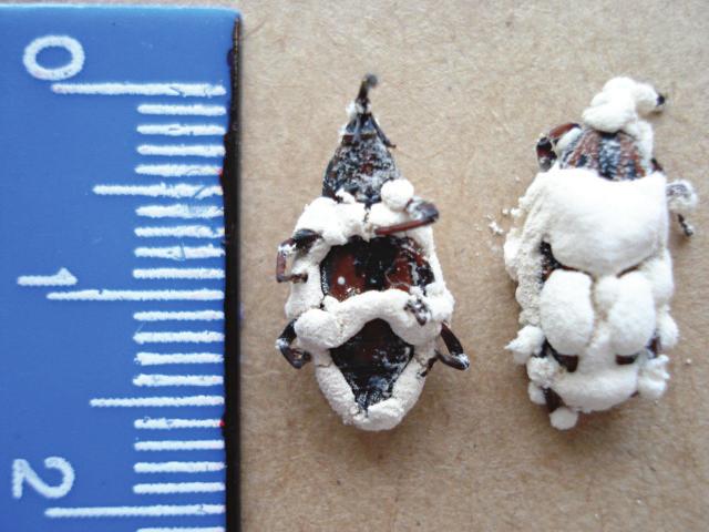 A espécie Billea rhynchophorae é um taquinídeo que está presente em levantamentos de campo em áreas de dendê na Bahia, apresentando taxas de parasitismo de até 57% sobre R. palmarum.