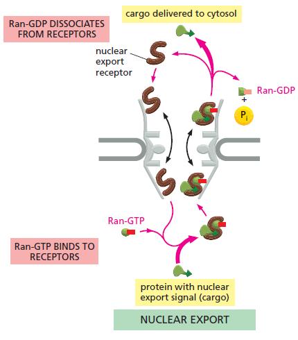 GTPase Ran impõe direcionalidade do