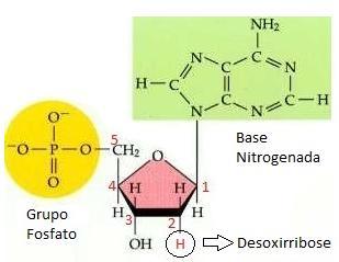 O núcleo contém o DNA, a molécula que abriga