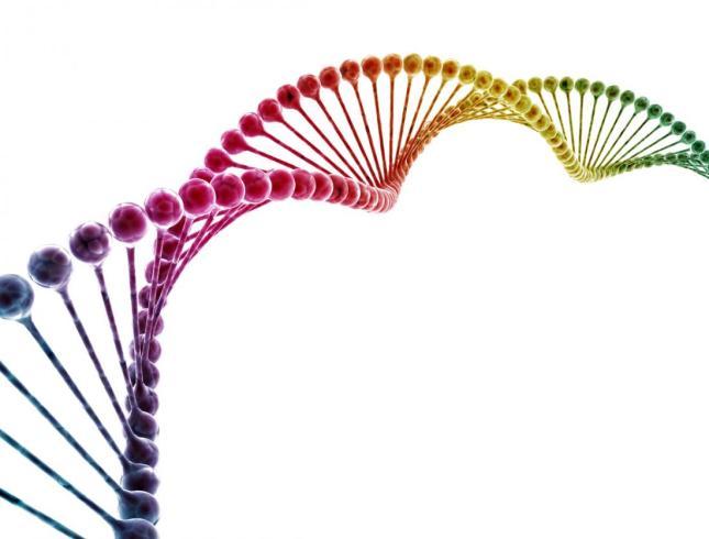 Cromossomos: o DNA organizado Permitem a