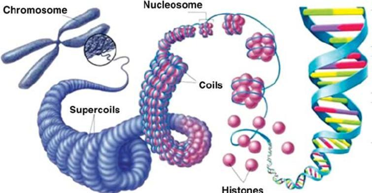 molécula linear de DNA 1 cromossomo Proteínas