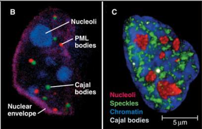 Compartimentos/estruturas/organelas subnucleares O núcleo não é uma emaranhado de DNA, RNA e proteínas!