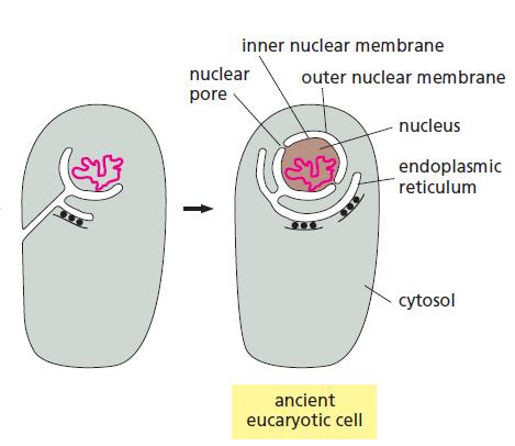 Características do Núcleo Envelope nuclear formado por duas membranas