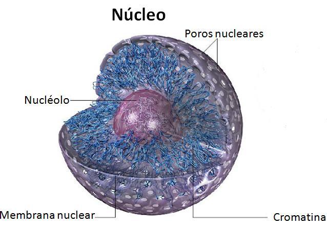 organizado em cromatina e formando os cromossomos; Contém proteínas, que entre