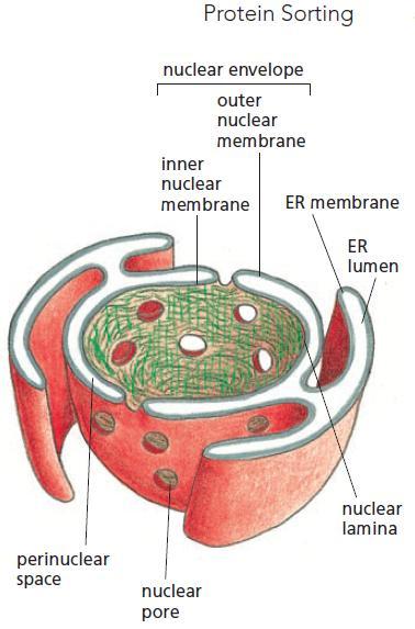 Envelope nuclear Formado por 2 membranas concêntricas: Membrana nuclear interna: Contém proteínas que servem para ancoragem dos