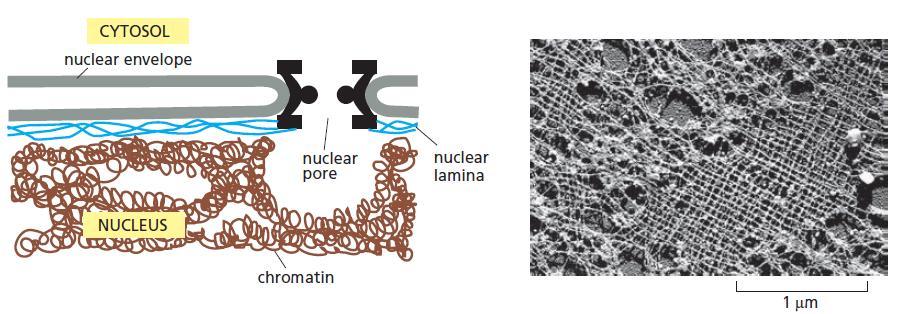 Lâmina nuclear Proteína lamina - filamento intermediário Funções: Suporte e resistência Sítio de ancoramento