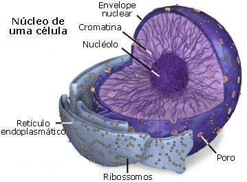 Núcleo celular Responsável pela transmissão da