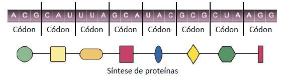 Síntese de proteínas RNAm ou mrna (RNA mensageiro) Leva a informação da sequência proteica a ser formada do núcleo para o citoplasma, onde ocorre a tradução.
