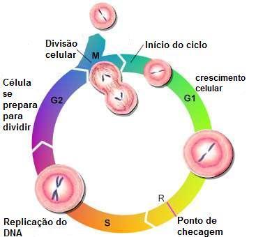 Quantidade de DNA Intérfase Fase que precede qualquer divisão celular.