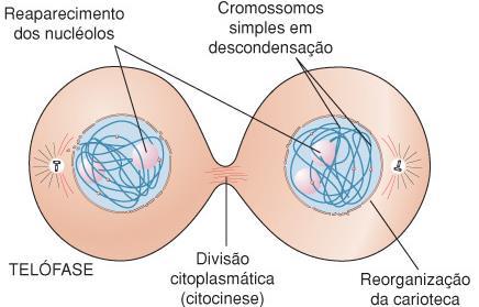 4.Telófase Ocorre a citocinese (divisão do citoplasma).