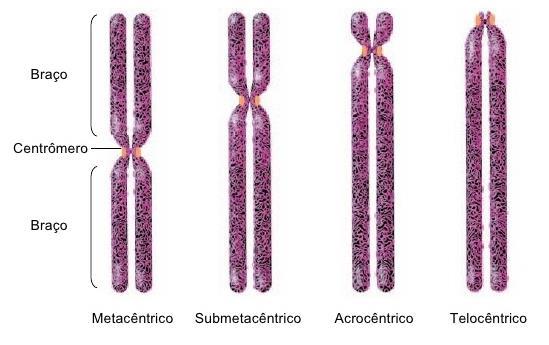 Existem quatro tipos de cromossomos, de acordo