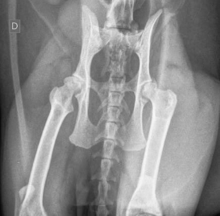 38 Figura 6 - Radiografia ventrodorsal de gato evidenciando displasia coxofemoral unilateral