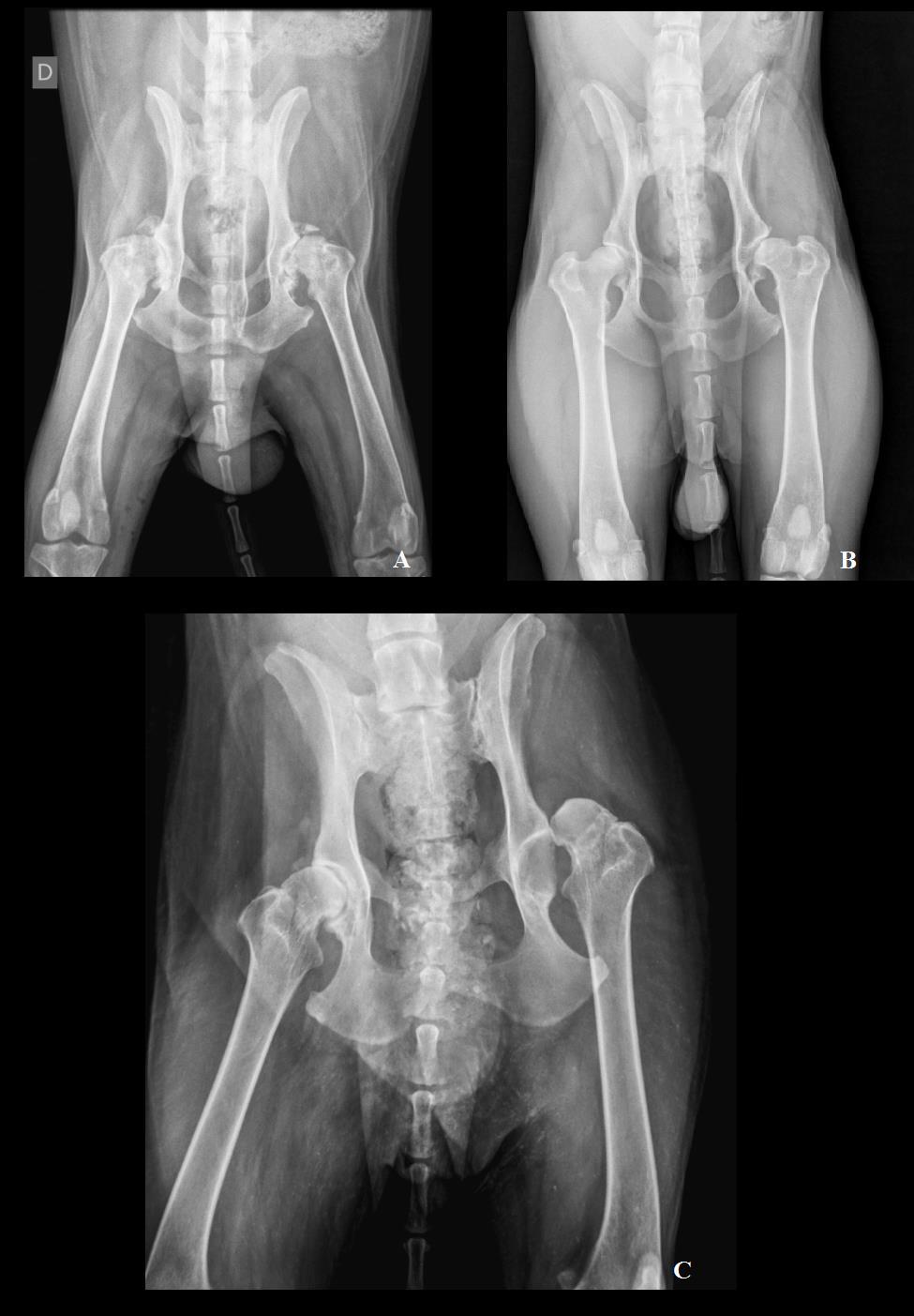 39 Figura 7 Radiografia ventrodorsal de cão evidenciando displasia coxofemoral bilateral grave (A), posicionado para o método radiográfico convencional.