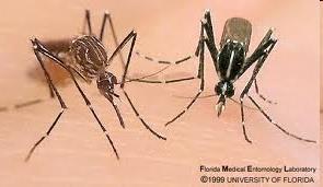 Dengue Agente etiológico vírus da Dengue DEN-1 DEN-2 DEN-3 DEN-4 Vetor: Aedes