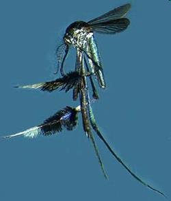 à presença do vetor Aedes aegypti Haemagogus janthinomys Silvestre Vetores: