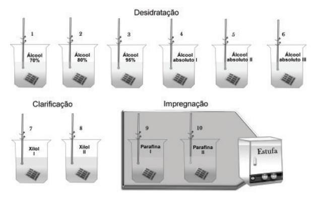 Desidratação [ ] etanol = 70% Absoluto Consiste na remoção da água dos tecidos, pois as substâncias utilizadas para inclusão em parafina não se combinam homogeneamente com a água.