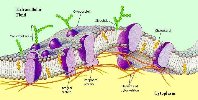 MEMBRANA PLASMÁTICA Composição