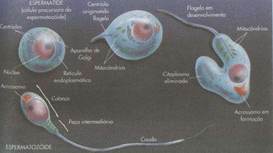 - Formação do acrossomo da cabeça do espermatozóide -síntese de