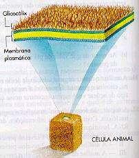 Síntese de glicolipídeos