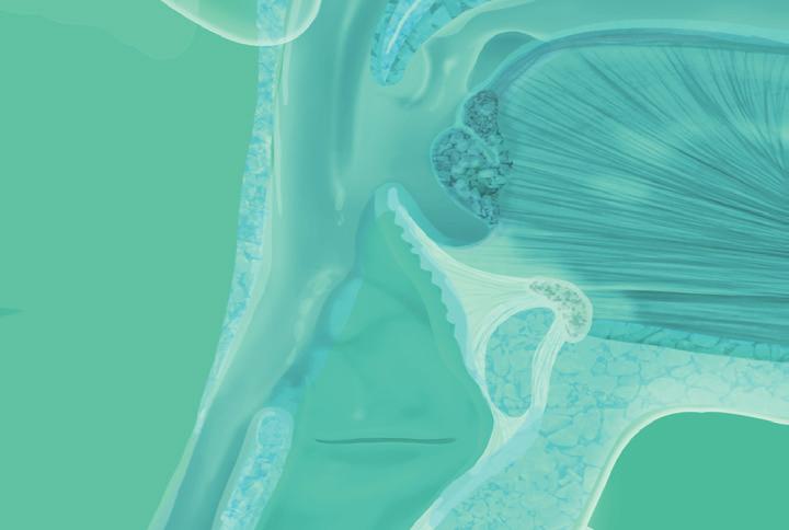 Duas estruturas destacam-se nessa região: a adenoide (ou tonsila faríngea) e o óstio tubário. Quanto à fisiologia nasal, ressaltam-se o batimento mucociliar e o fluxo aéreo.