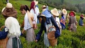 Agricultura O setor agrícola ocupa um lugar