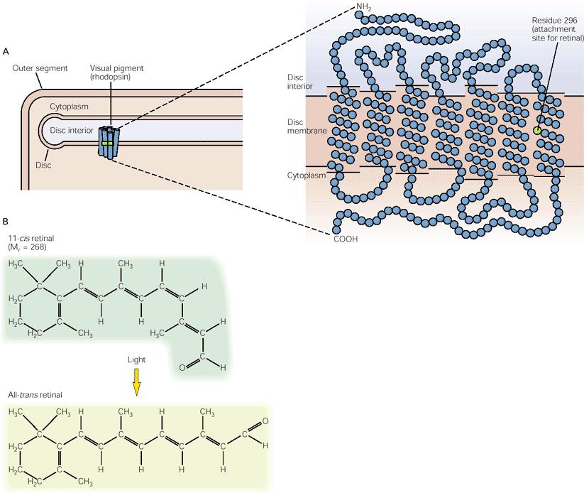 Rhodopsin, the visual pigment in rod cells, is the covalent complex of a large protein, opsin, and a small light-absorbing compound, retinal.