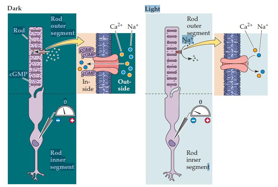 No escuro os níveis de GMPc no segmento externo são altos; o GMPc liga-se aos canais permeáveis ao Na+ na membrana