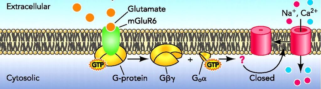O receptor metabotrópico glutamatérgico do tipo 6 (mglur6) hiperpolariza a membrana pós-sináptica pelo fechamento de canais catiônicos inespecíficos TRPM1 (transient receptor potential