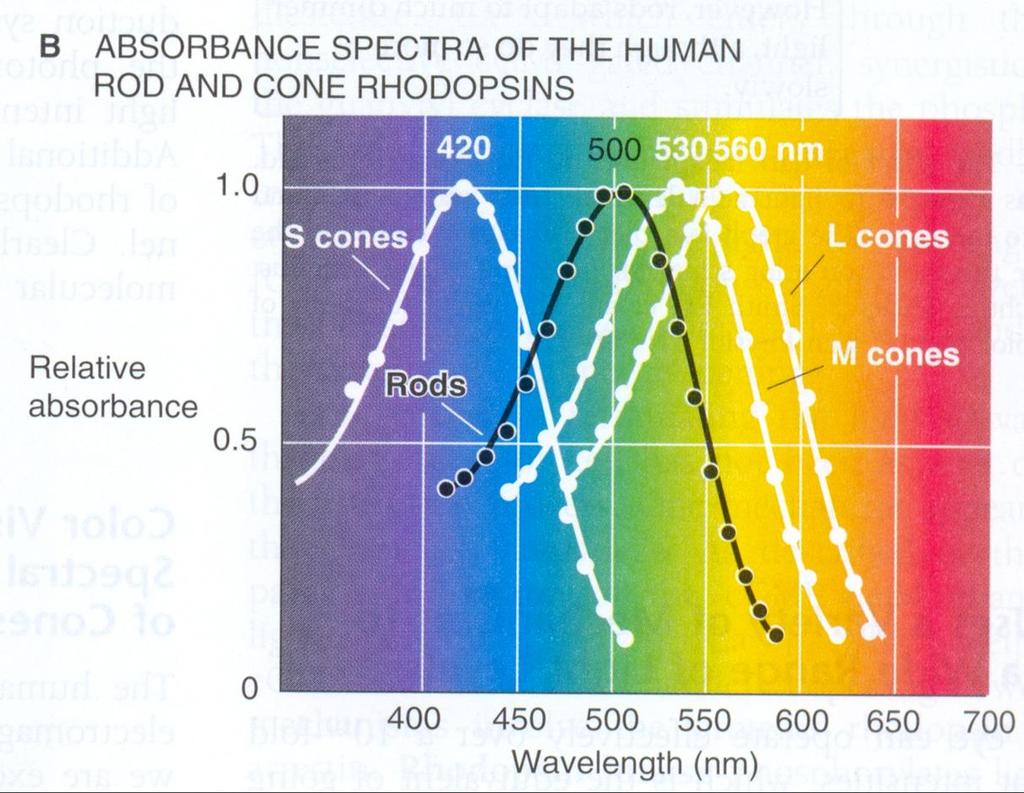 Visão de cores - Percepção visual do estímulo luminoso É o resultado da percepção (transdução) de 3 diferentes cores (comprimentos de onda): azul, verde e