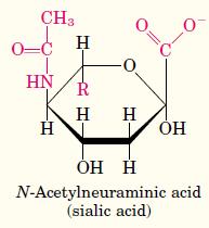 Penetração da zona pelúcida Adesão: através de uma molécula de ácido siálico presente no oligossacarídio O-ligado