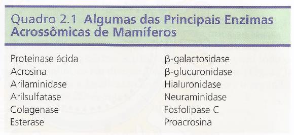 Penetração da zona pelúcida Fonte: Carlson B.