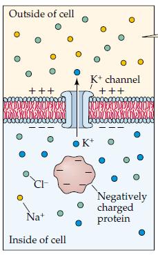 Prevenção da polispermia Esquema da distribuição de íons fora e dentro de uma célula: Fonte: