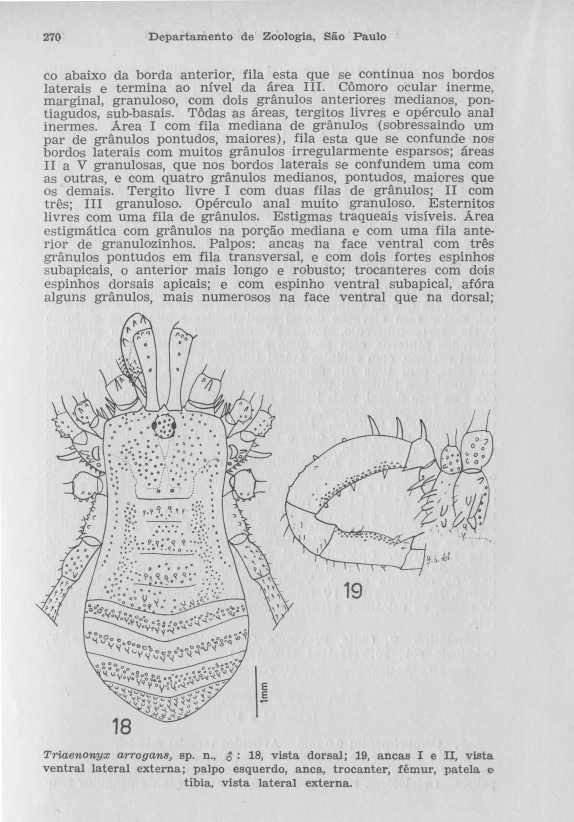 270 Departamento de Zoologia, São Paulo co abaixo da borda anterior, fila esta que se continua nos bordo s laterais e termina ao nível da área III.