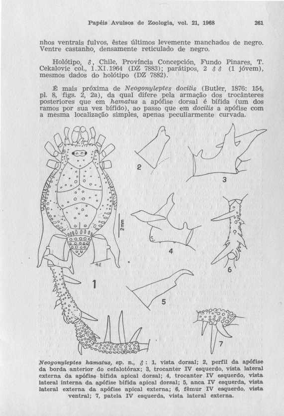 Papéis Avulsos de Zoologia, vol. 21, 1968 261 nhos ventrais fulvos, êstes últimos levemente manchados de negro. Ventre castanho, densamente reticulado de negro.