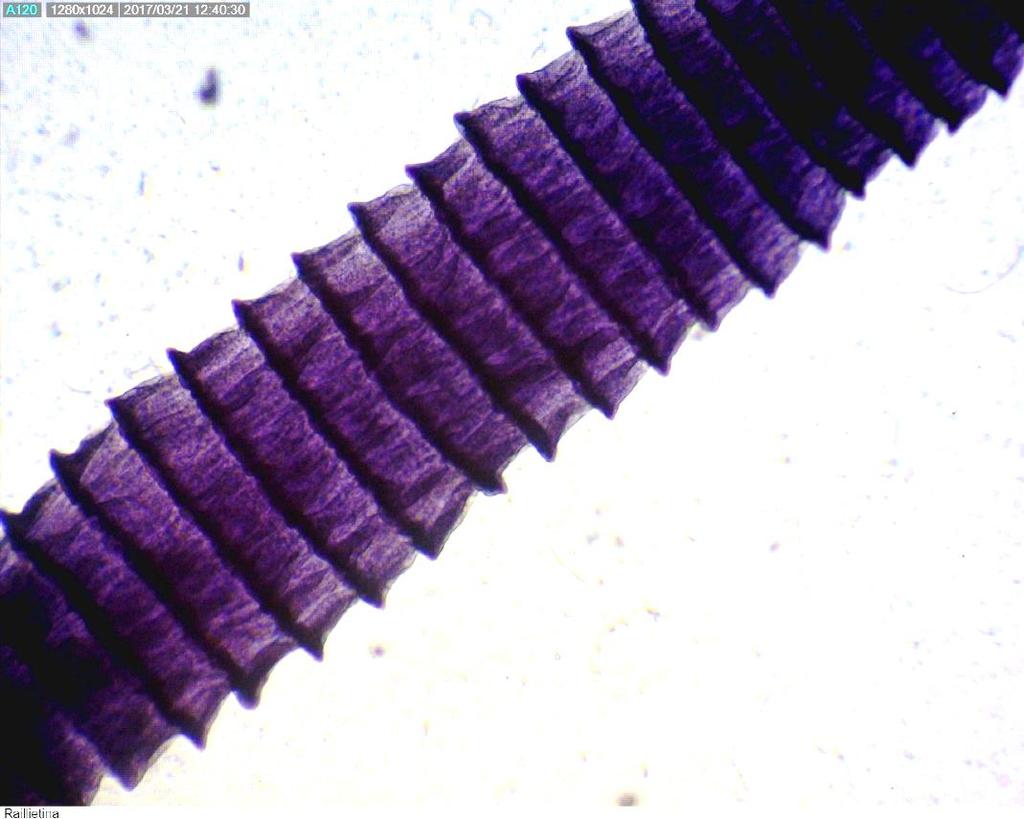 Família Davaineidae Raillietina tetragona R. cesticillus R.